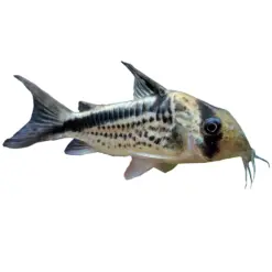 Slant Bar Cory or Hoplisoma loxozonum