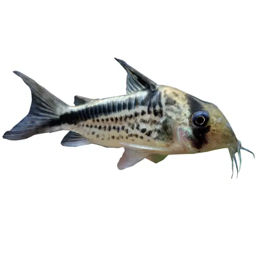 Slant Bar Cory or Hoplisoma loxozonum Slant Bar Cory or Hoplisoma loxozonum