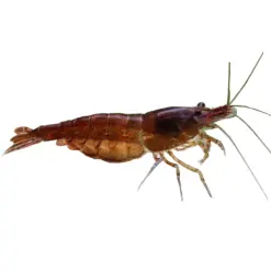 Black Chocolate Shrimp