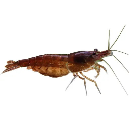 Black Chocolate Shrimp Black Chocolate Shrimp