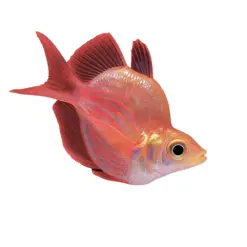 Balloon Red Rainbow or Glossolepis incisus