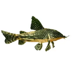 Barbatus Cory or Scleromystax barbatus