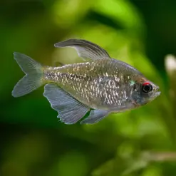 Diamond tetra or Moenkhausia pittieri