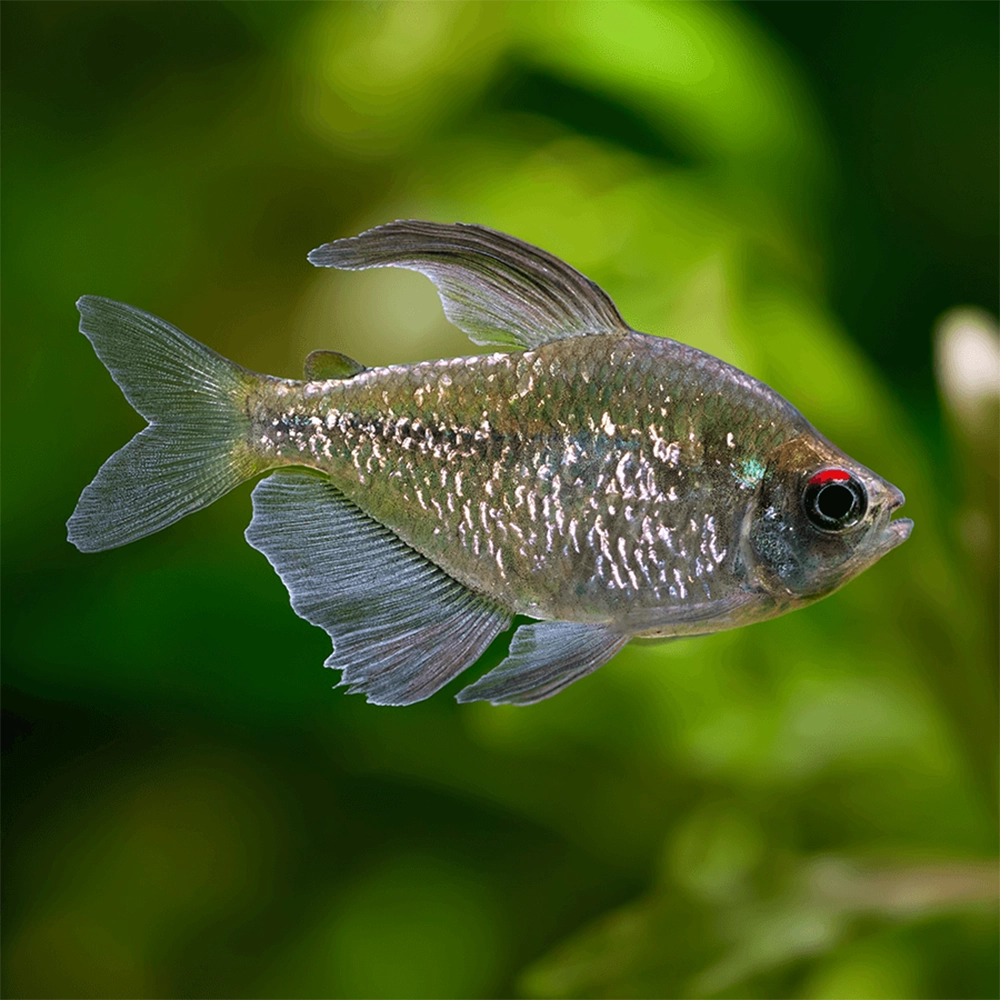 Diamond tetra or Moenkhausia pittieri Diamond tetra or Moenkhausia pittieri