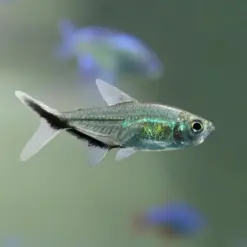 Black Line Tail Tetra or Astyanax taeniatus