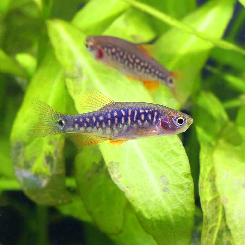 Galaxy Emerald Rasbora or Danio margaritatus X Danio erythromicron Galaxy Emerald Rasbora or Danio margaritatus X Danio erythromicron
