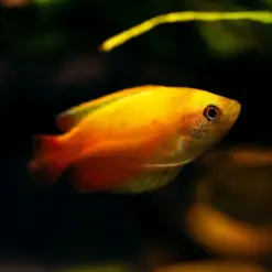 Red Tail Honey Gourami or Trichogaster chuna