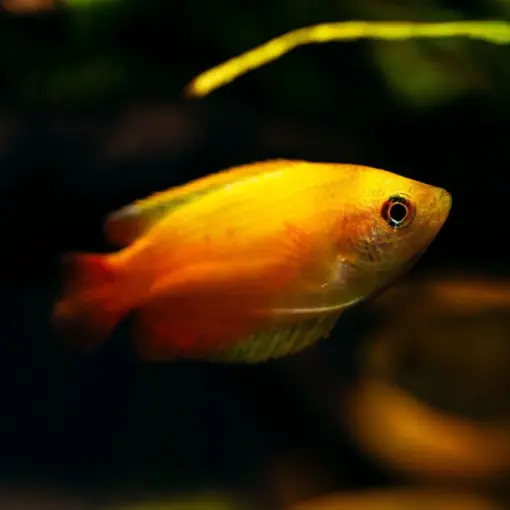 Red Tail Honey Gourami or Trichogaster chuna Red Tail Honey Gourami or Trichogaster chuna