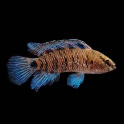 Blue Badis or Badis Badis