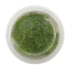 Horizon Labs Live Sphagnum Moss