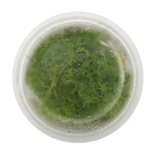 Horizon Labs Live Sphagnum Moss