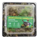 Horizon Labs Marcgravia Umbellata