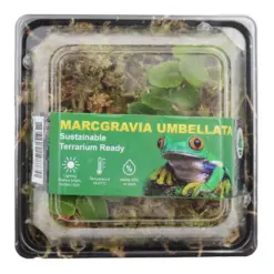 Horizon Labs Marcgravia Umbellata