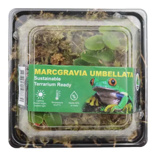 Horizon Labs Marcgravia Umbellata