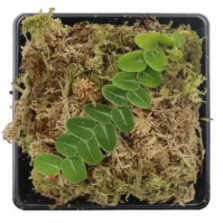 Horizon Labs Marcgravia Umbellata