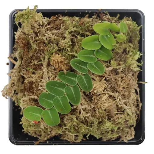 Horizon Labs Marcgravia Umbellata