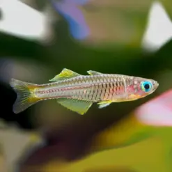 Ivantsoff Blue Eye Rainbowfish