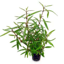 Kaiser Aquatics Hygrophila lancea Araguaia