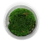 New Horizon Live Cushion Moss