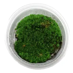 New Horizon Live Cushion Moss