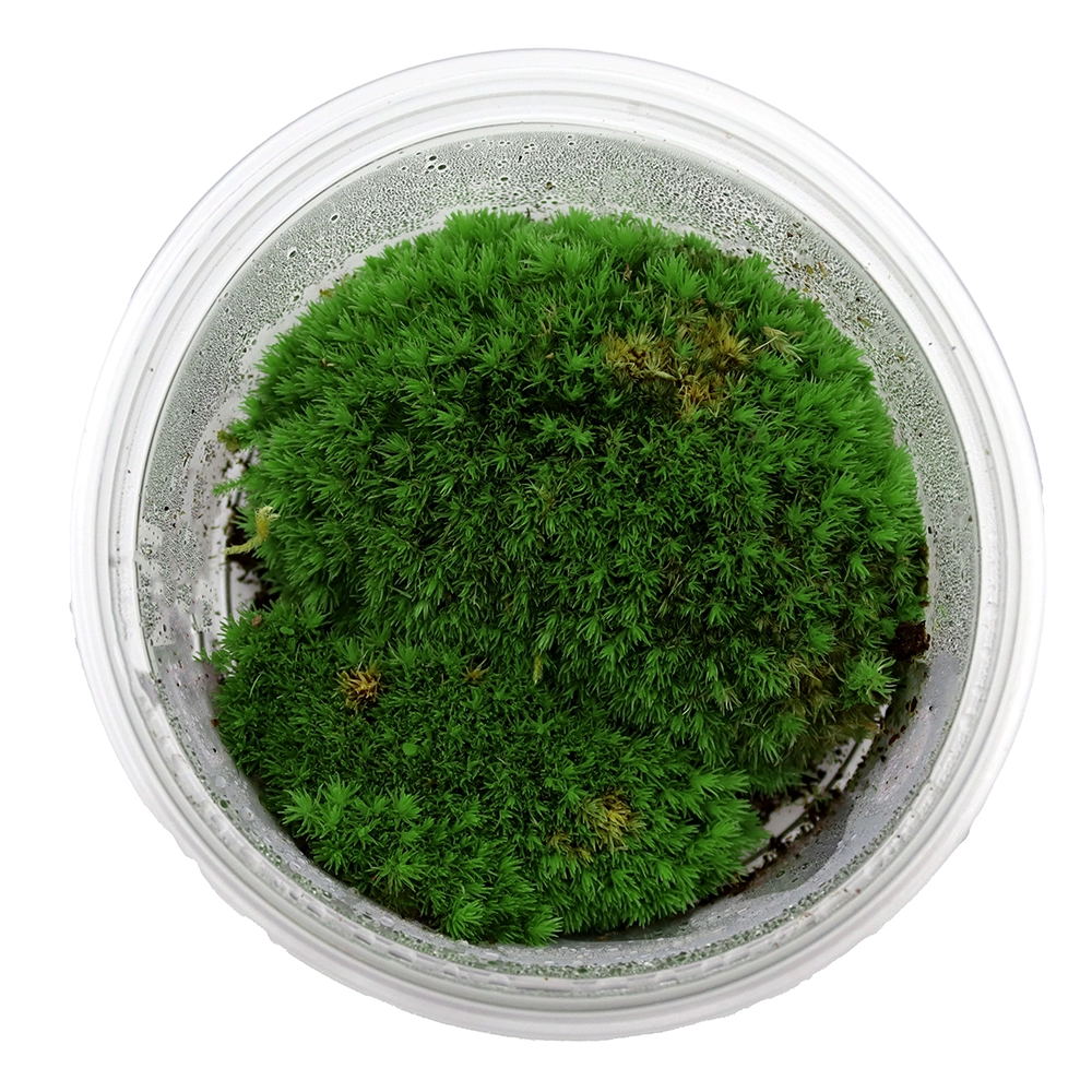 New Horizon Live Cushion Moss New Horizon Live Cushion Moss