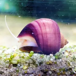 Purple Apple Snail