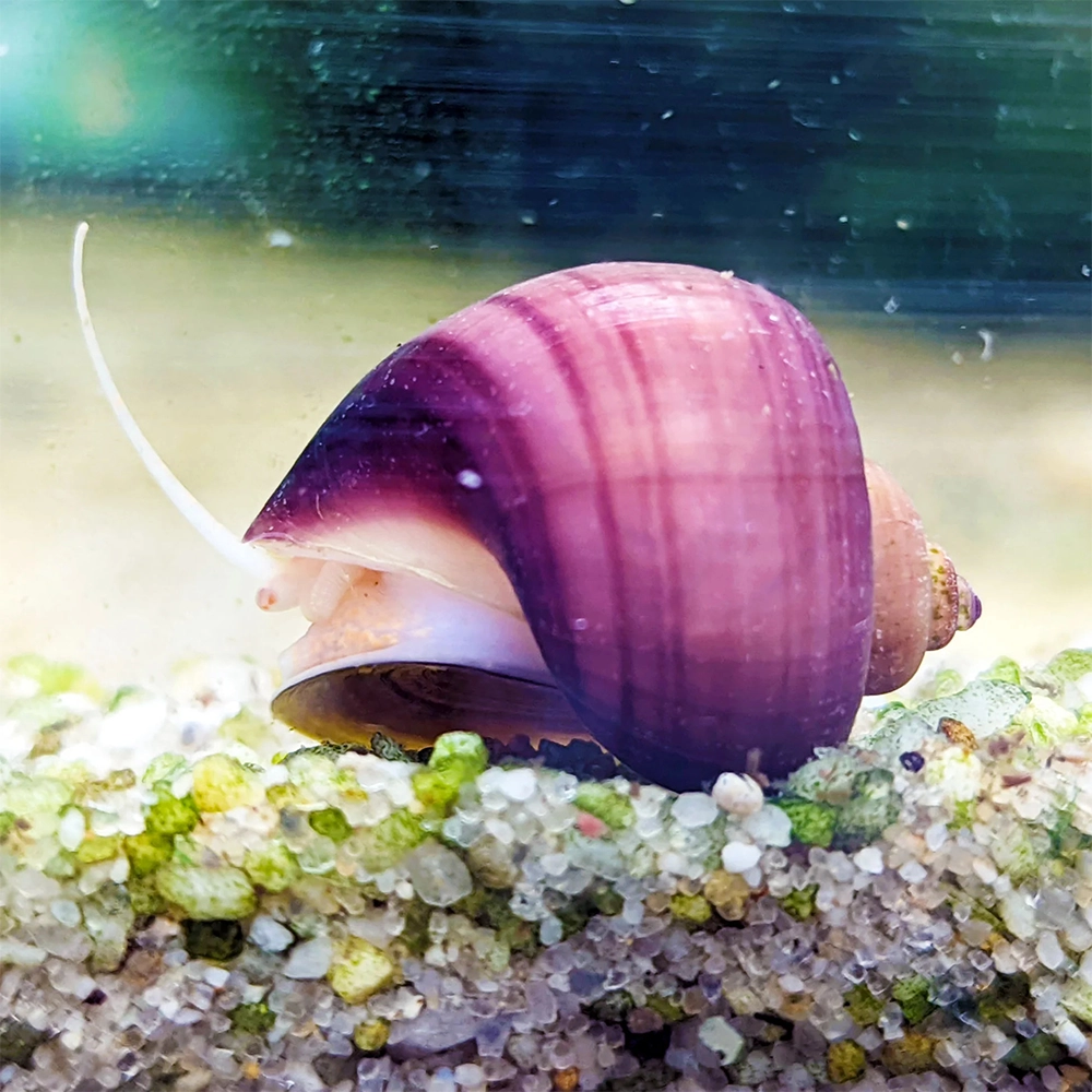 Purple Apple Snail Purple Apple Snail